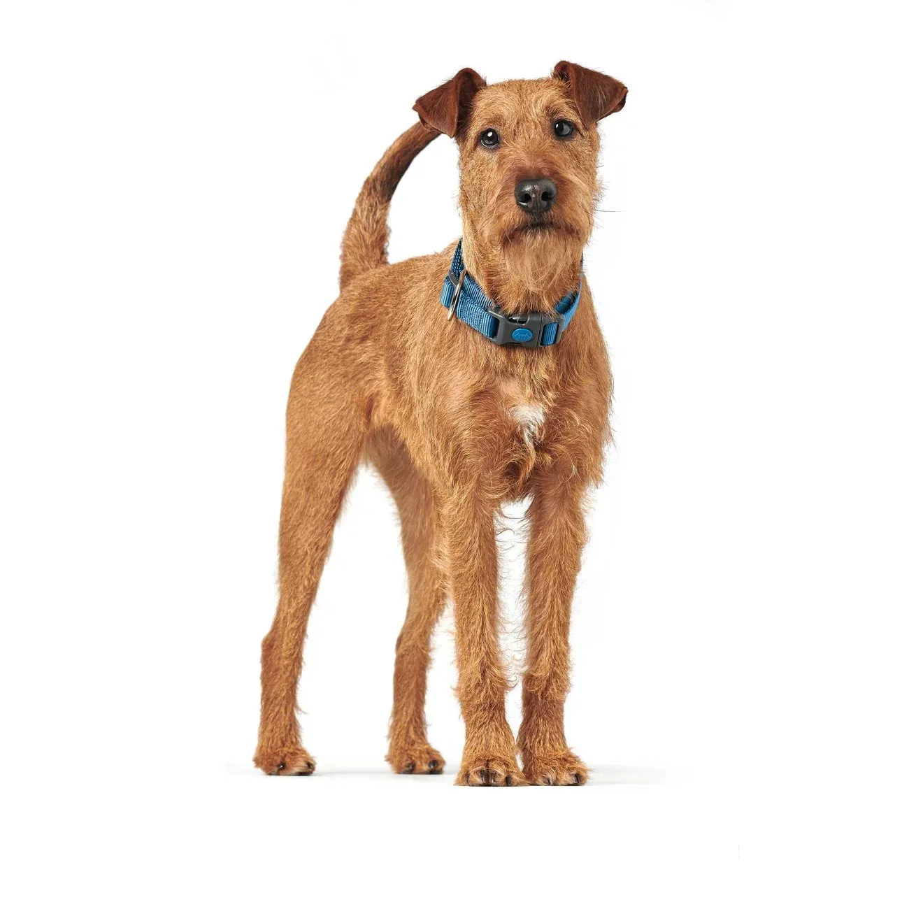 Hunter Hundehalsung London Vario Plus - Image 2