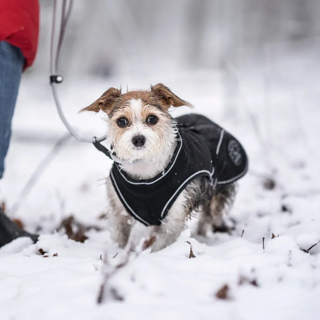 HUNTER Softshell Hundemantel Uppsala - Image 2