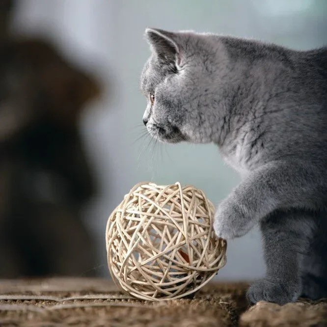 Katzenball Fang die Maus - Image 2