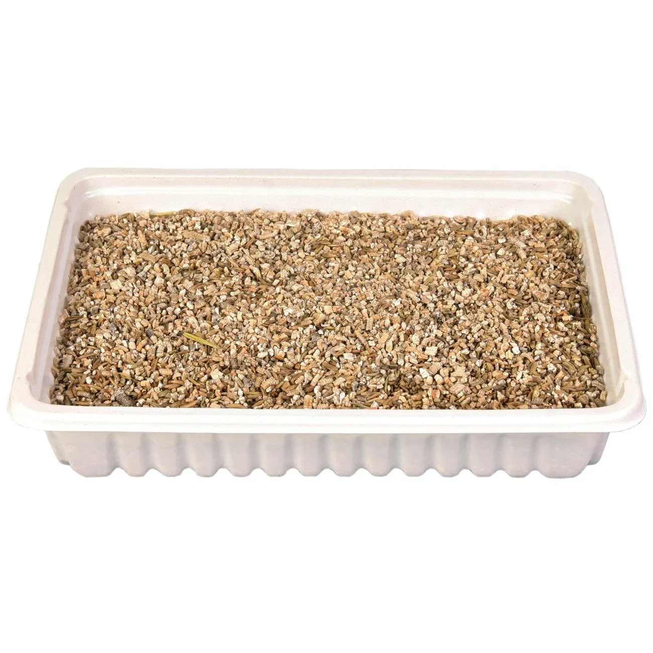 Katzengras - Image 2