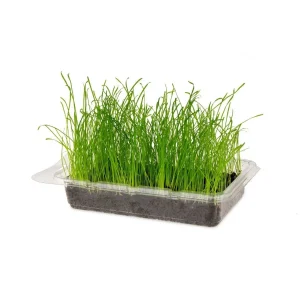 Katzengras Vital Bio