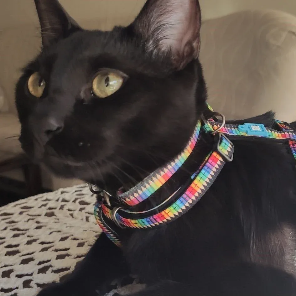 Katzenhalsband Smart ID - Image 2