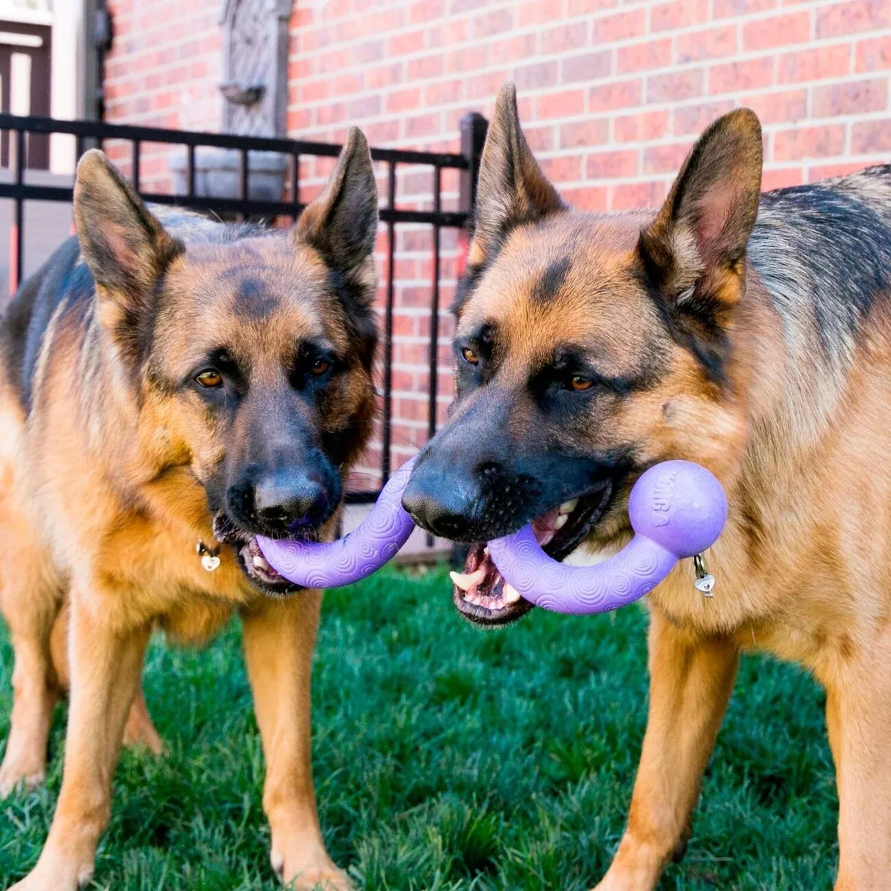 KONG Ogee Stick – Flexibles Apportierspielzeug für Hunde | schwimmfähig & zahnschonend | 30 & 38 cm - Image 2