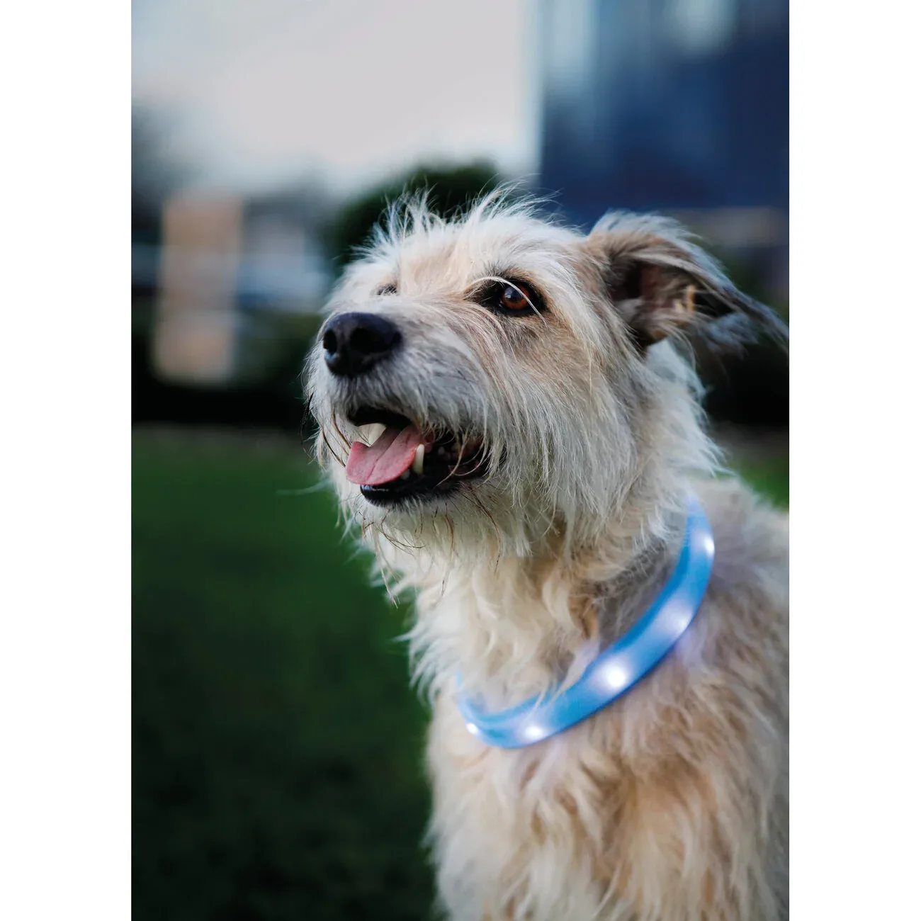 Leuchtband für Hunde USB breit - Image 2