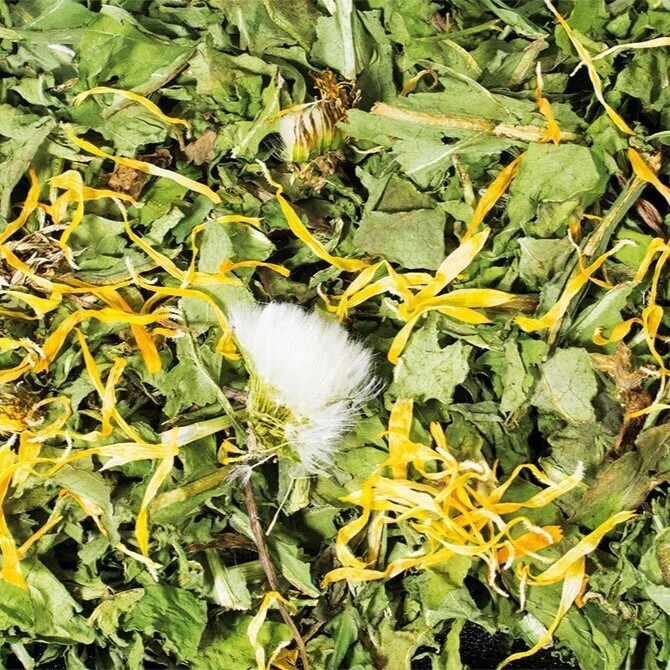 Löwenzahn Raufutter für Nager - Image 2