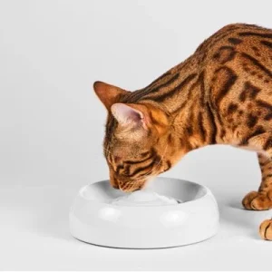 Lucky-Kitty Katzennapf Keramik Premium-Qualität M 1 Stück