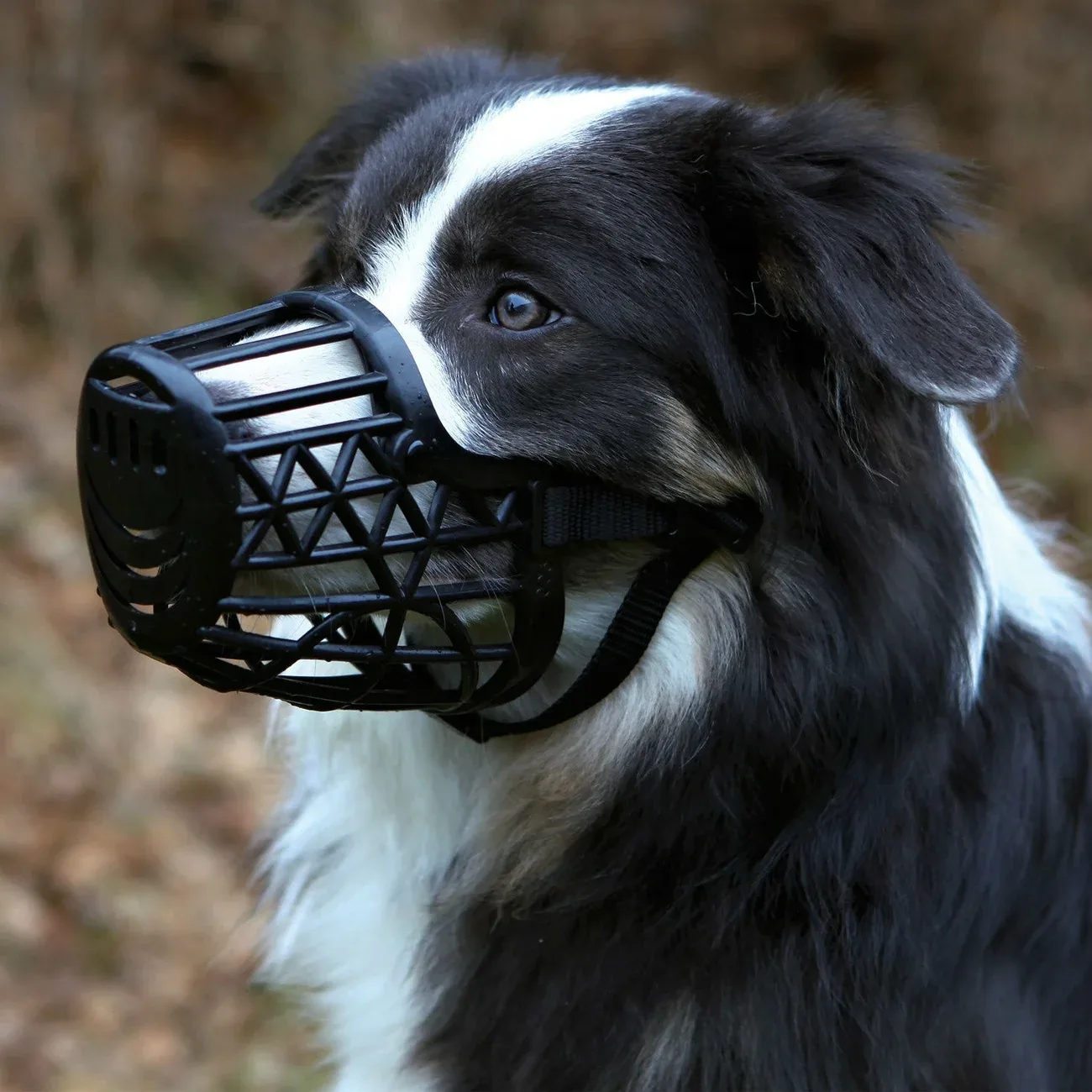 Maulkorb aus Kunststoff für Hunde - Image 2