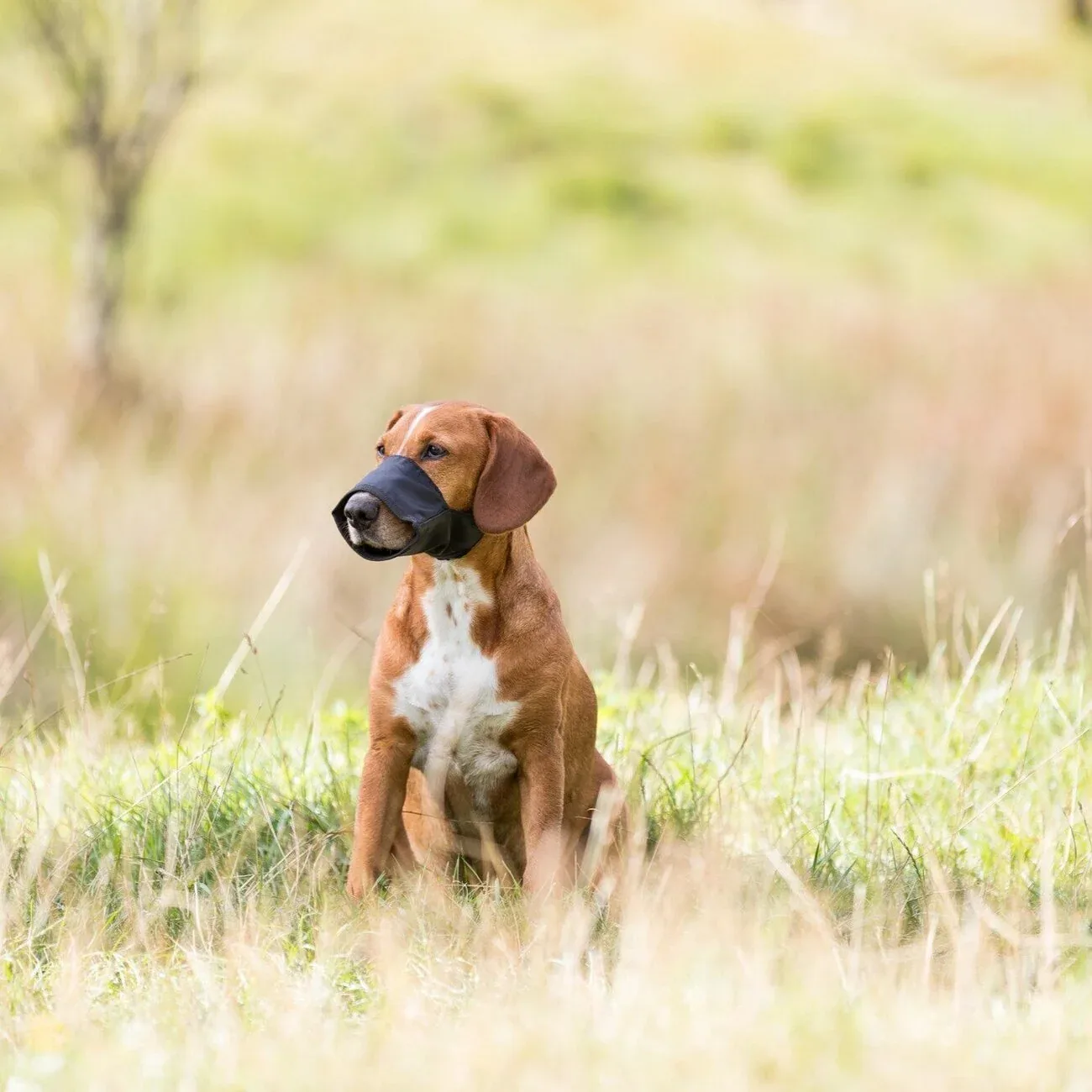 Maulschlaufe für Hunde - Image 2