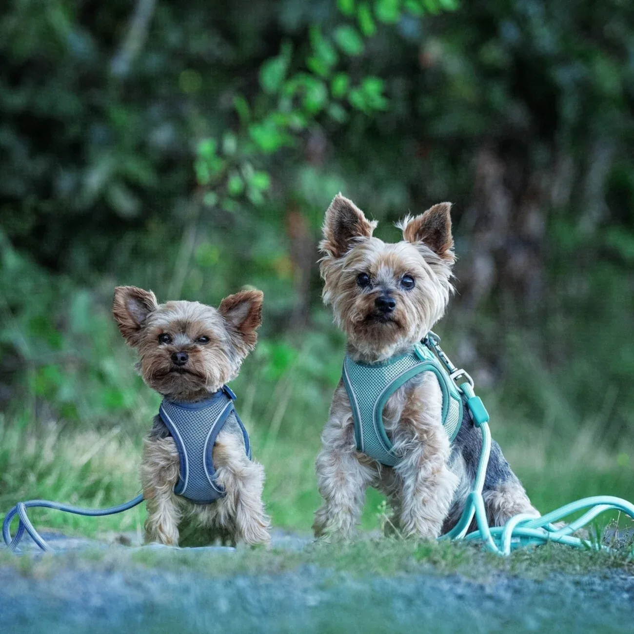 Max & Molly Matrix 2.0: Stylisches Air Vest Hundegeschirr für Deinen Liebling - Image 2