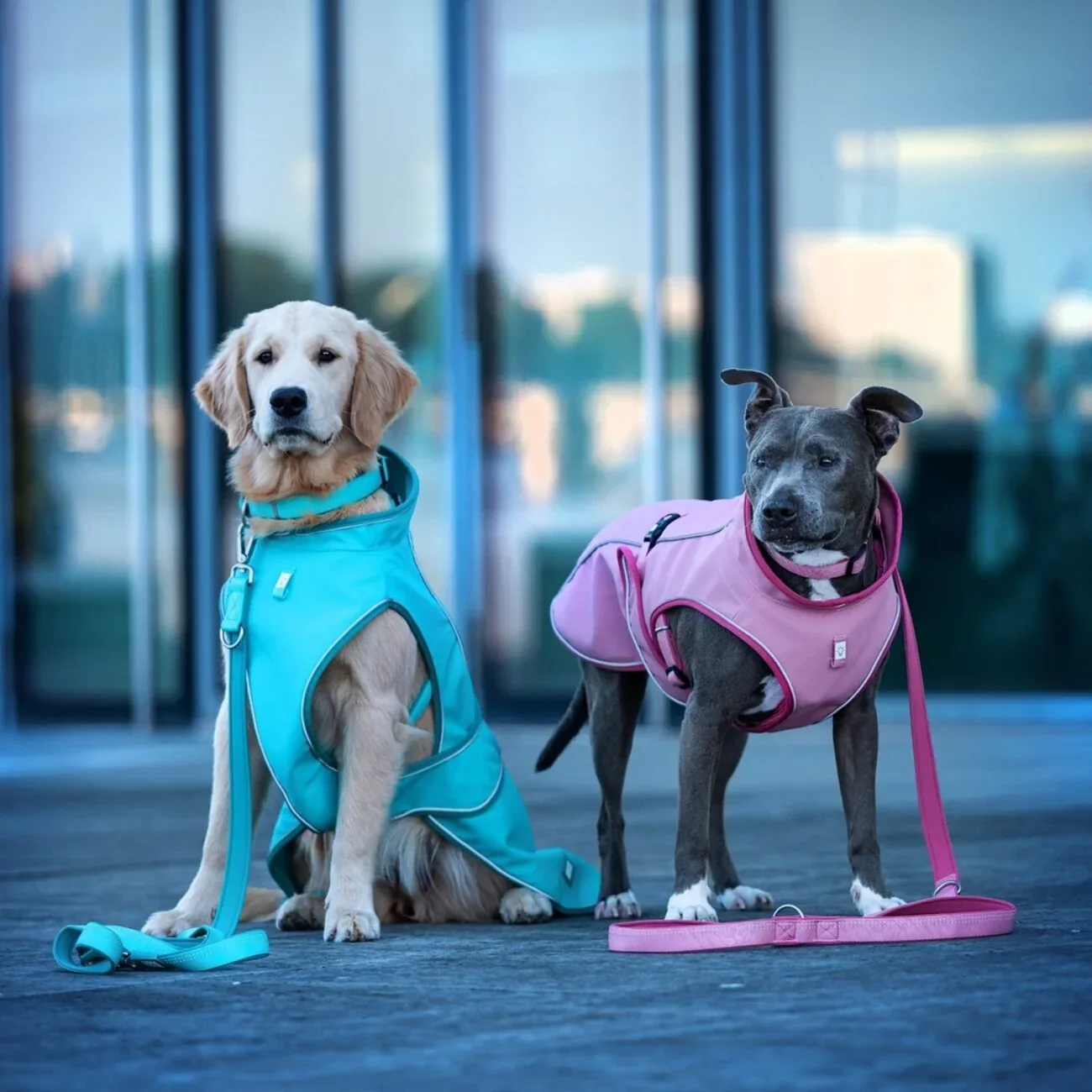 Max & Molly Regenmantel Matrix 2.0 für Hunde | tiierisch.de - Image 2