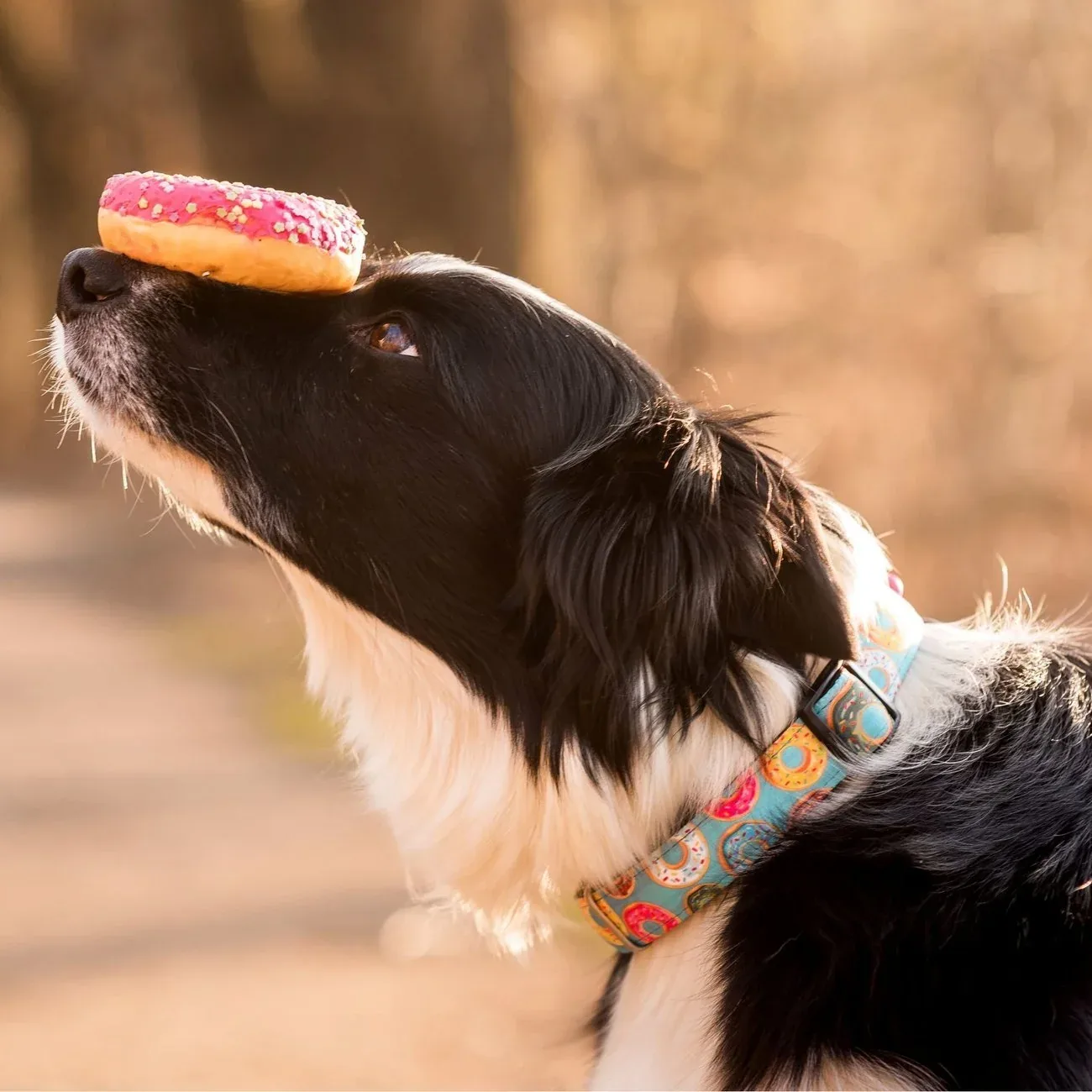 Max & Molly Smart ID Hundehalsband Donuts - Image 2