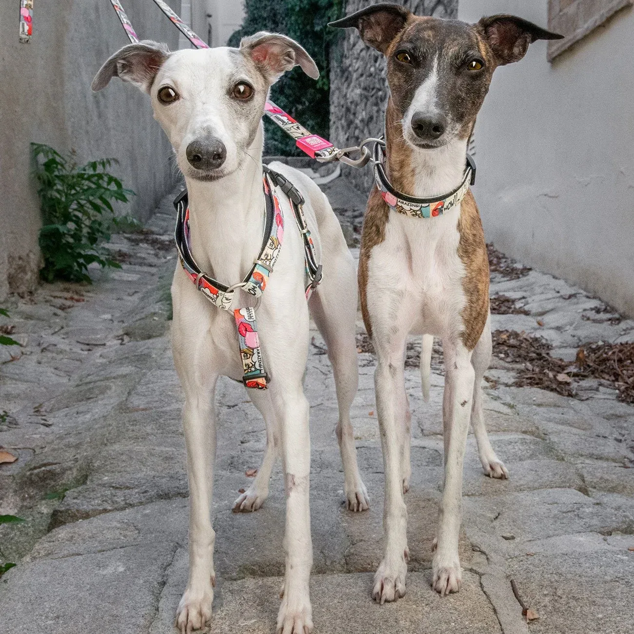 Max & Molly Smart ID Hundehalsband Missy Pop - Image 2