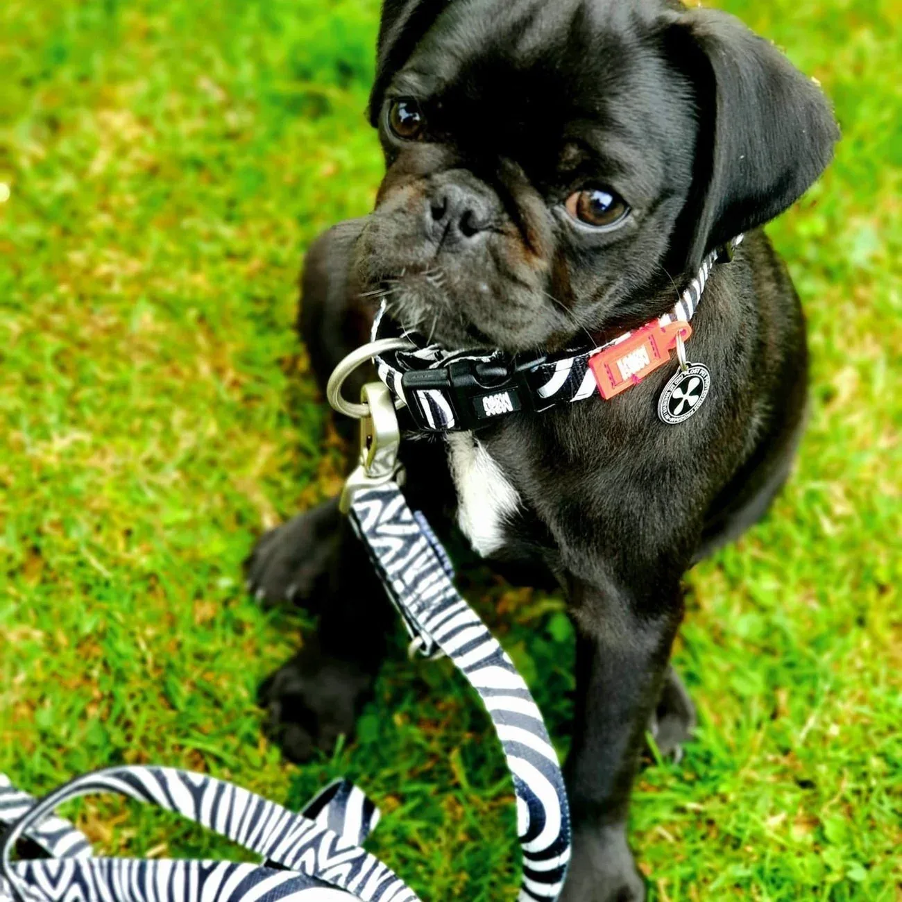 Max & Molly Smart ID Hundehalsband Zebra Classic - Image 2
