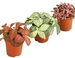 Mosaikpflanzen-Set - Fittonia, 3-teilig | Dehner