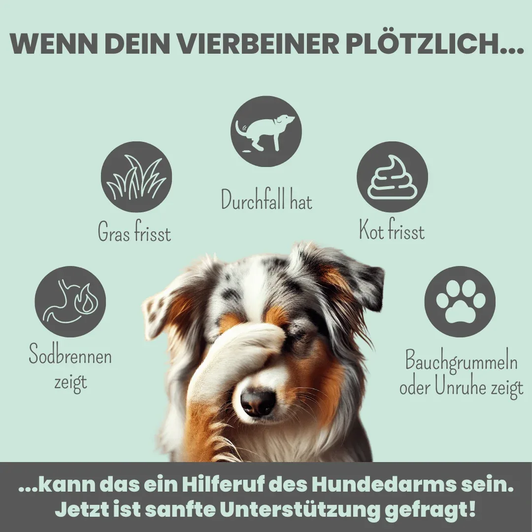 noms+ Präbio Belly Akut: pflanzenbasierte Darmkur für Hunde nach Moro-Art - Ready to eat - Image 2