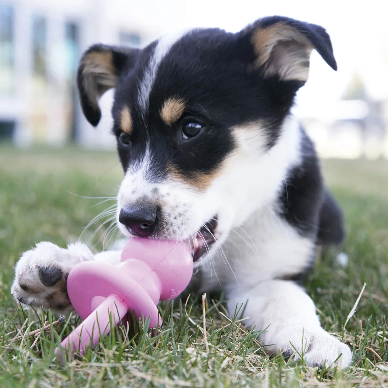 Puppy Binkie - Image 2