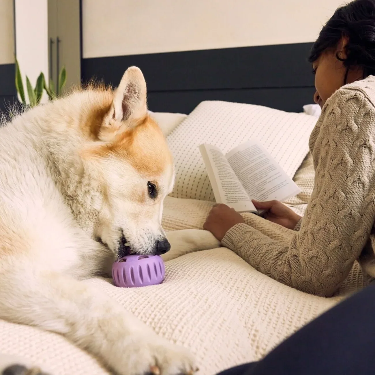 Pupsicle Lavendel: Kühlender Schleckspaß für deinen Hund 🐶 - Image 2