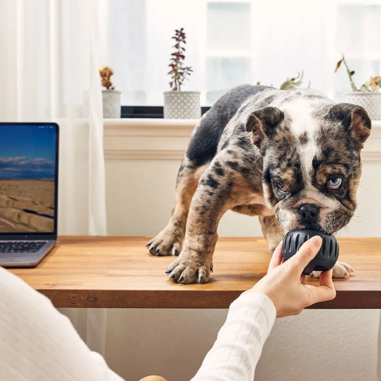 Pupsicle Power Chewer: Kühlender Schleckspaß für deinen Hund - Image 2