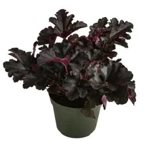 Purpurglöckchen 'Black Pearl®' | Dehner