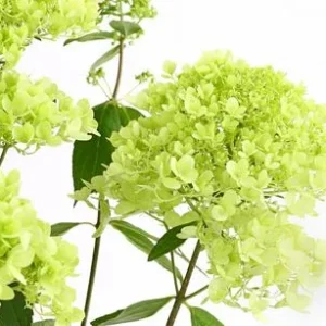 Rispen-Hortensie 'Magical Summer' | Dehner