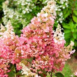 Rispen-Hortensie 'Pinky Winky' | Dehner