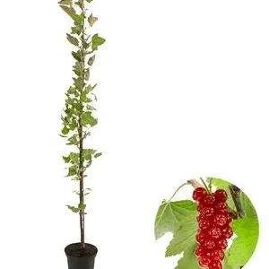 Rote Säulenjohannisbeere | Dehner