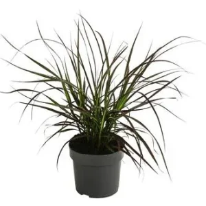 Rotes Lampenputzergras 'Summer Samba' | Dehner