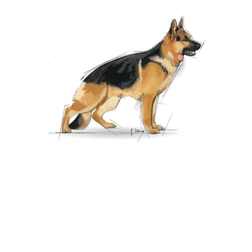ROYAL CANIN Maxi Adult - Image 2