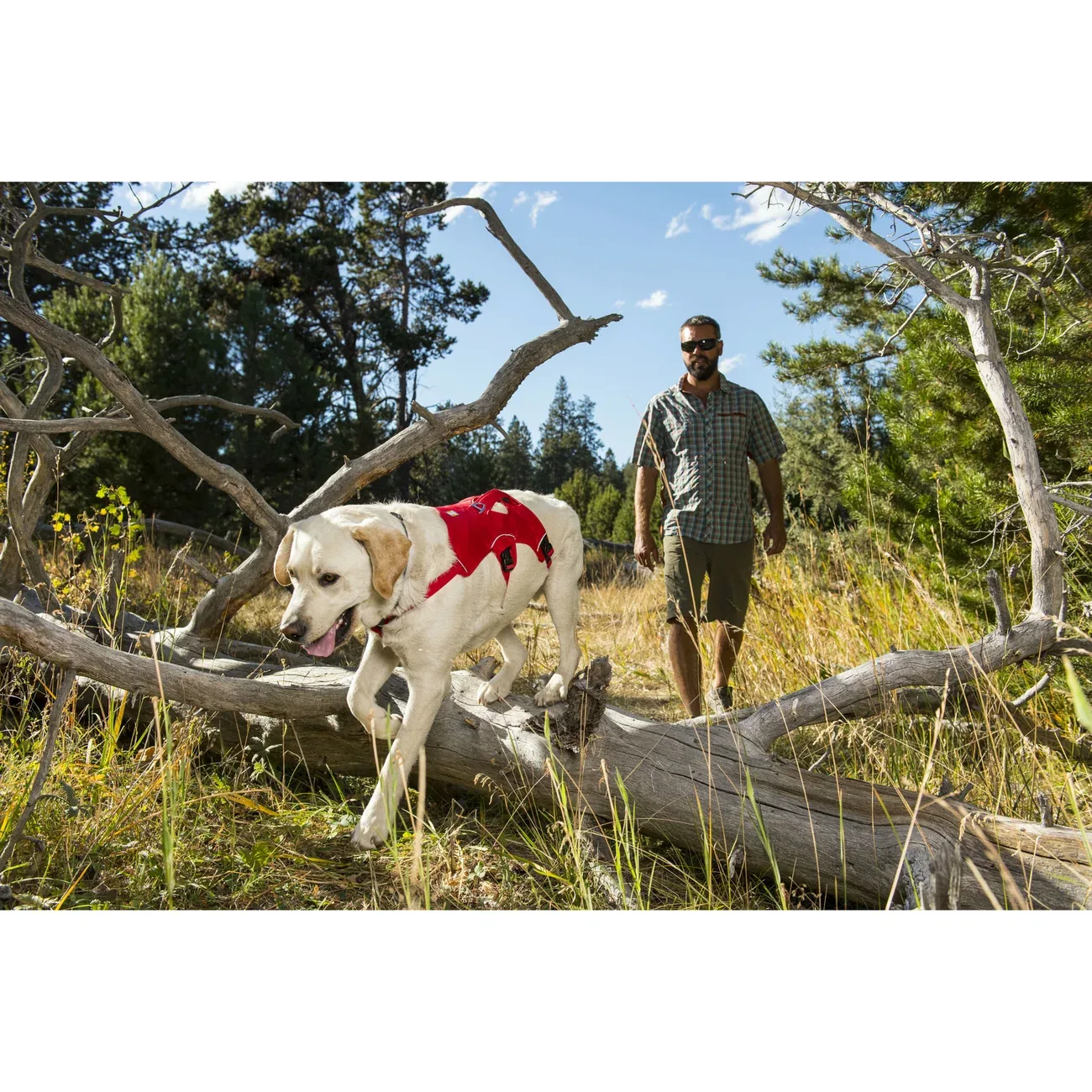 Ruffwear Hundegeschirr Webmaster - Image 2
