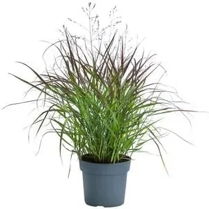 Rutenhirse 'Cheyenne Sky®' | Dehner