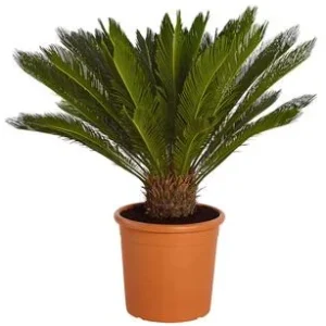 Sagopalmfarn - Cycas revoluta | Dehner