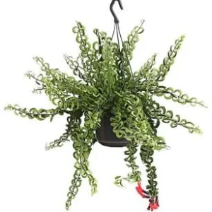 Schamblume - Aeschynanthus cultivars | Dehner
