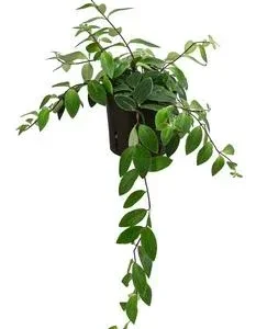 Schamblume - Aeschynanthus lobbianus, | Dehner