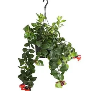 Schamblume - Aeschynanthus radicans 'Mona | Dehner