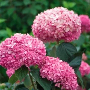 Schneeball-Hortensie 'Pink Annabelle®' | Dehner