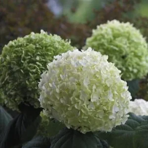 Schneeball-Hortensie 'Strong Annabelle®' | Dehner