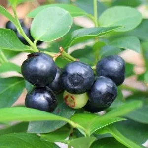 Schwarze Heidelbeere 'Black Pearl' | Dehner