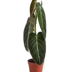 Schwarzgoldener Baumfreund - Philodendron | Dehner