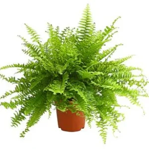 Schwertfarn - Nephrolepis exaltata 'Sonata' | Dehner