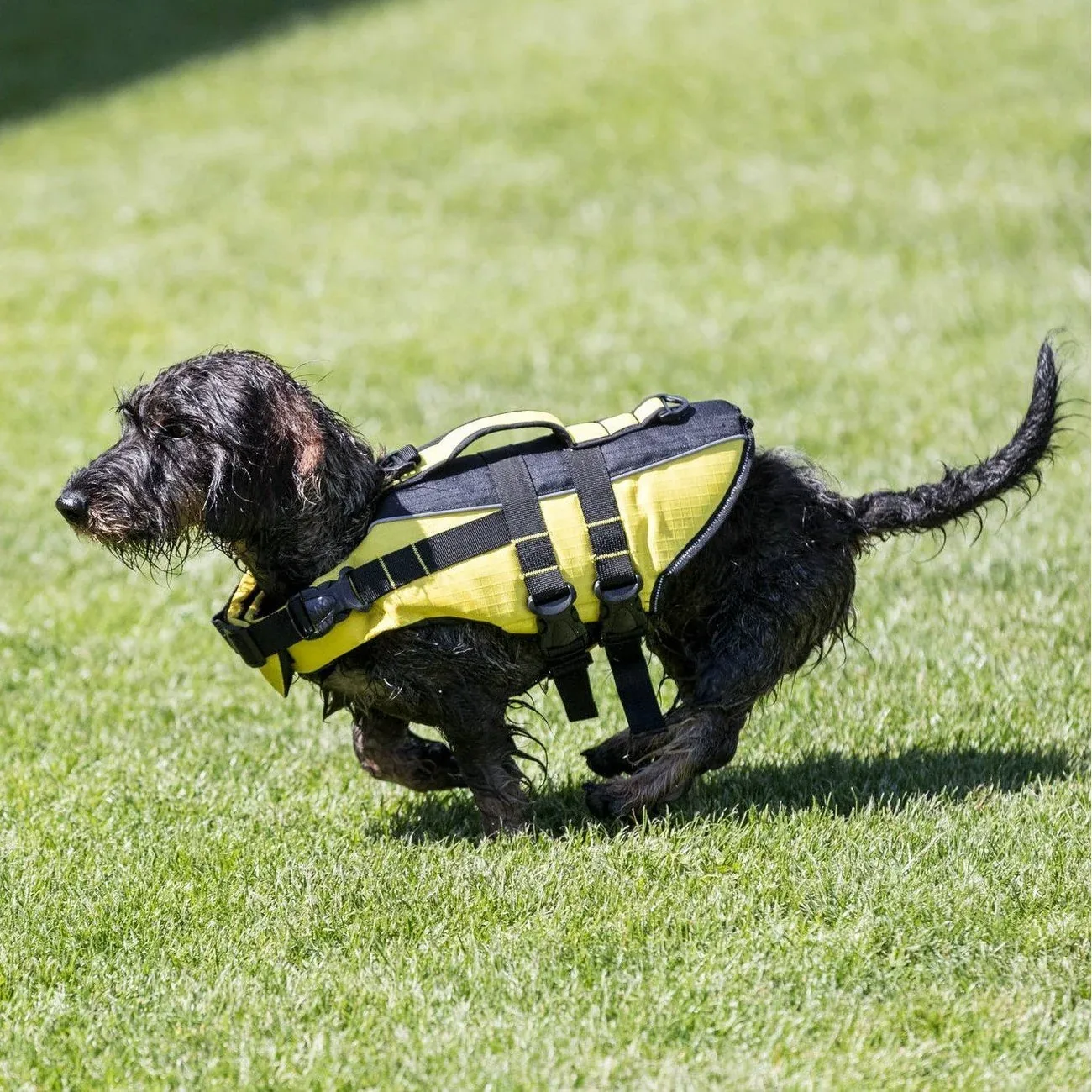 Schwimmweste für Hunde - Image 2