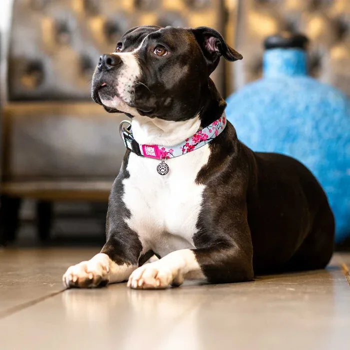 Smart ID Hundehalsband Cherry Bloom - Image 2