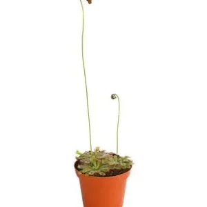 Sonnentau - Drosera aliciae | Dehner