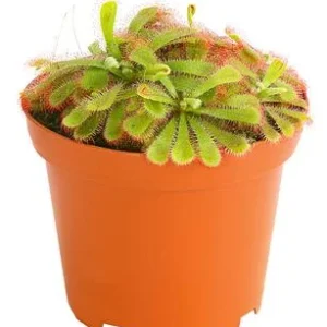 Sonnentau - Drosera aliciae | Dehner