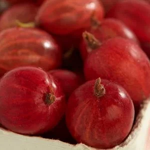 Stachelbeere 'Spinefree' | Dehner