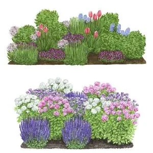 Stauden- und Blumenzwiebel-Set Sommerpracht, | Dehner