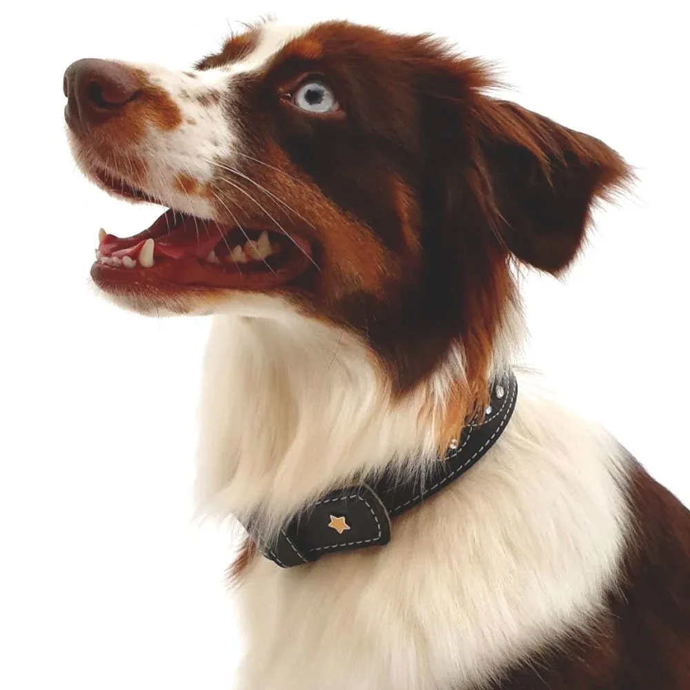 Sternfalbe Lederhalsband für Hunde - Image 2