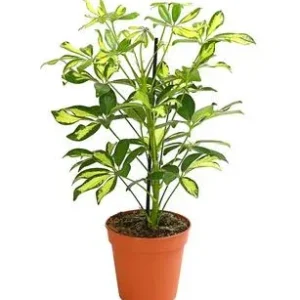 Strahlenaralie - Schefflera arboricola | Dehner