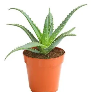 Tintenfisch-Aloe - Aloe arborescens | Dehner