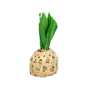 Trixie Ananas