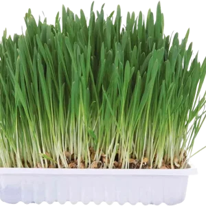 TRIXIE Kleintiergras 110 g